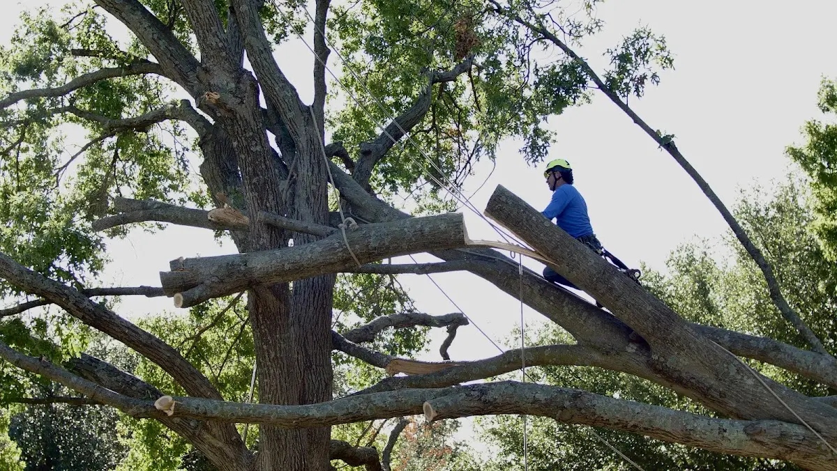 Professional Hazardous Tree Removal performed by certified arborists in Lincoln