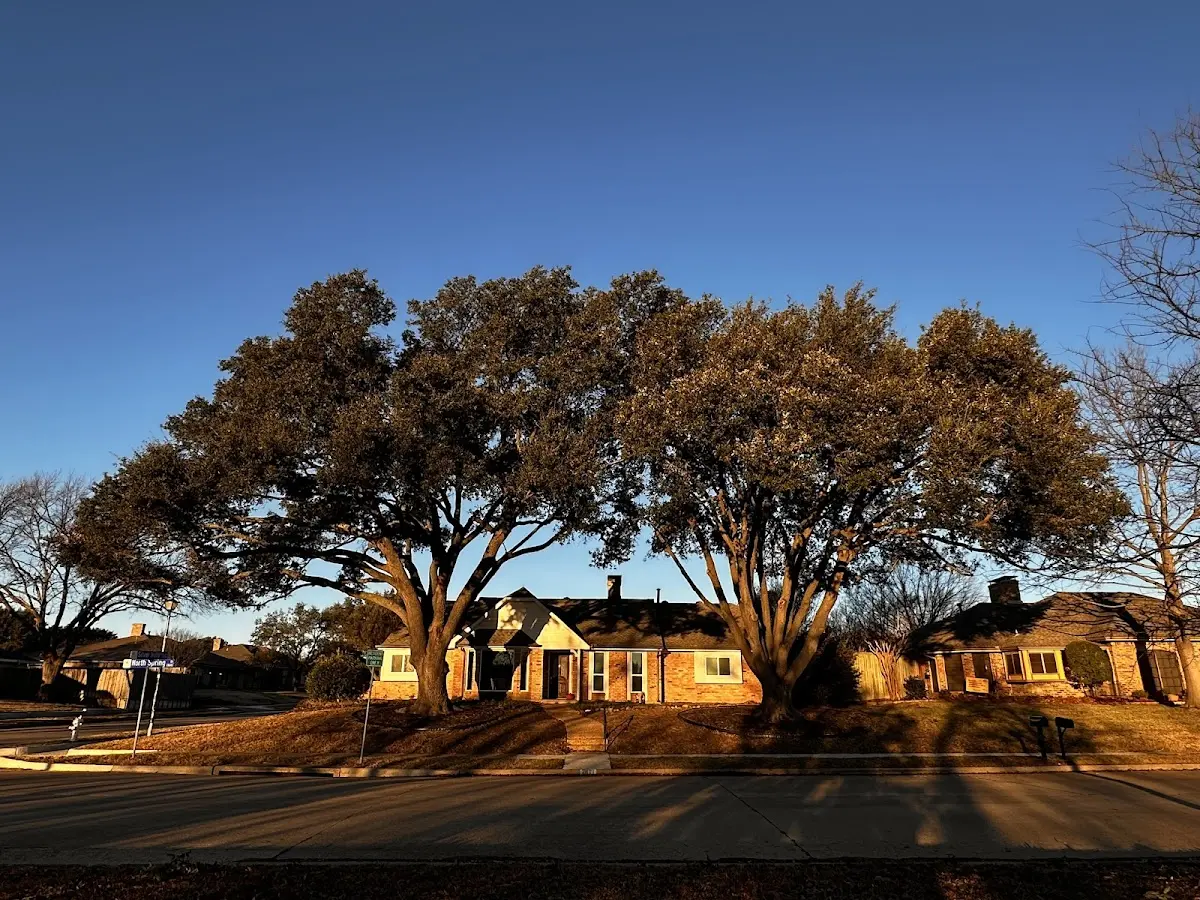 Established residential canopy tree shading a home in Lincoln
